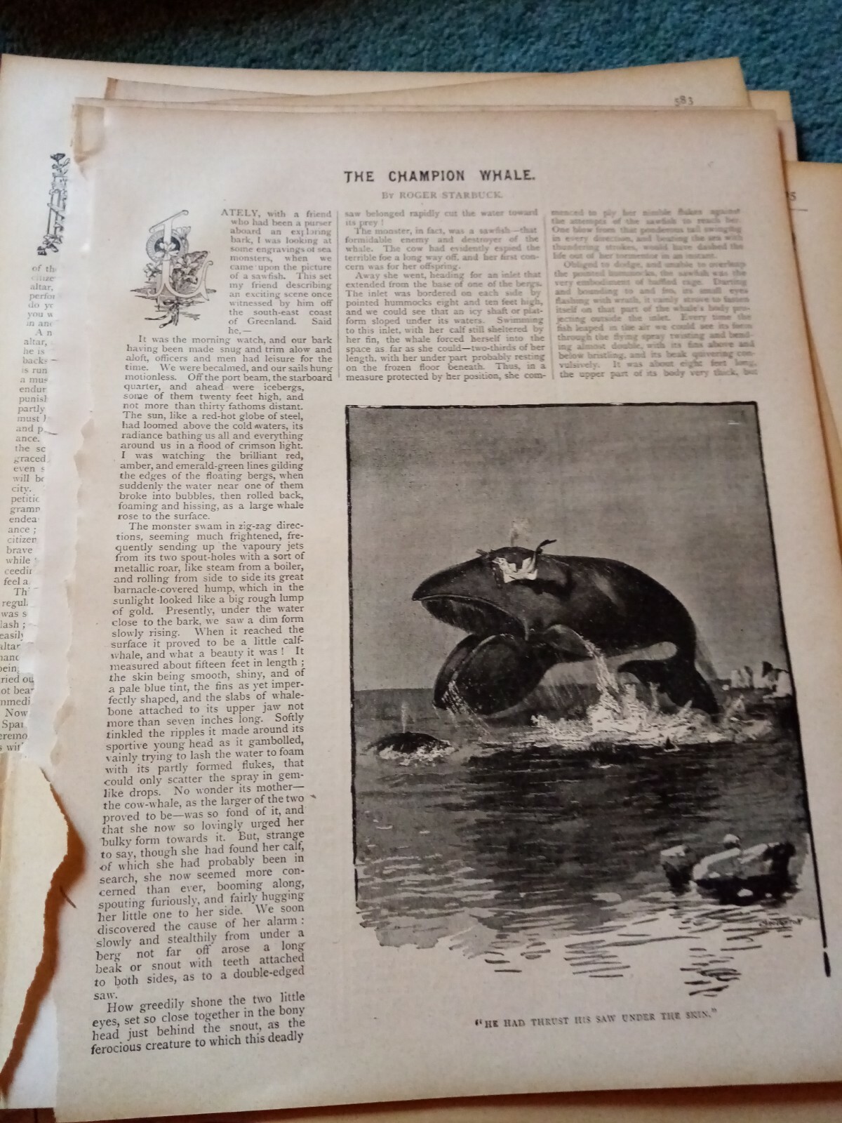 Hs18 Ephemera 1894 article the champion whale 