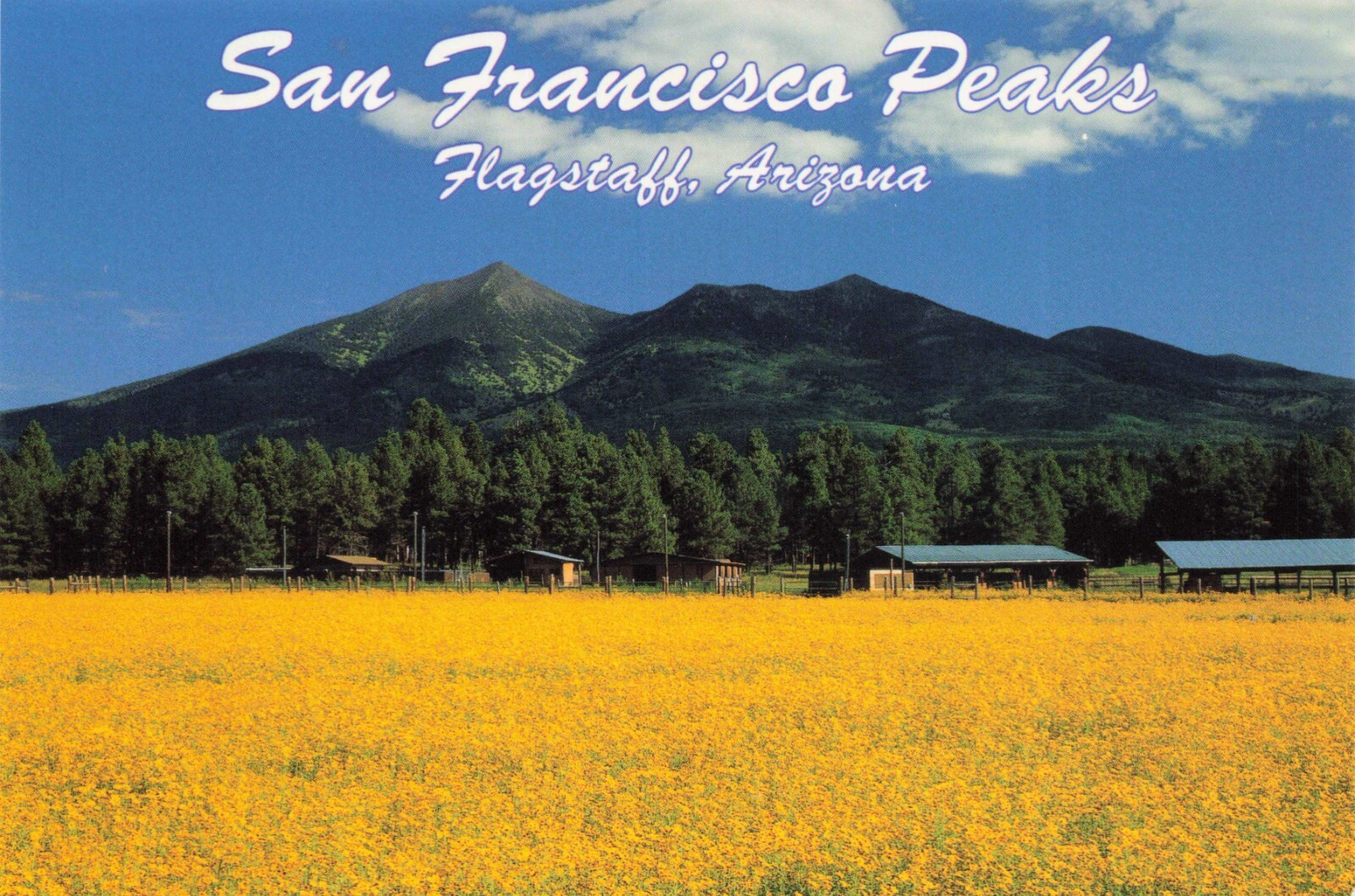 Flagstaff Arizona San Francisco Peaks Sunflowers Summer View Postcard Unposted