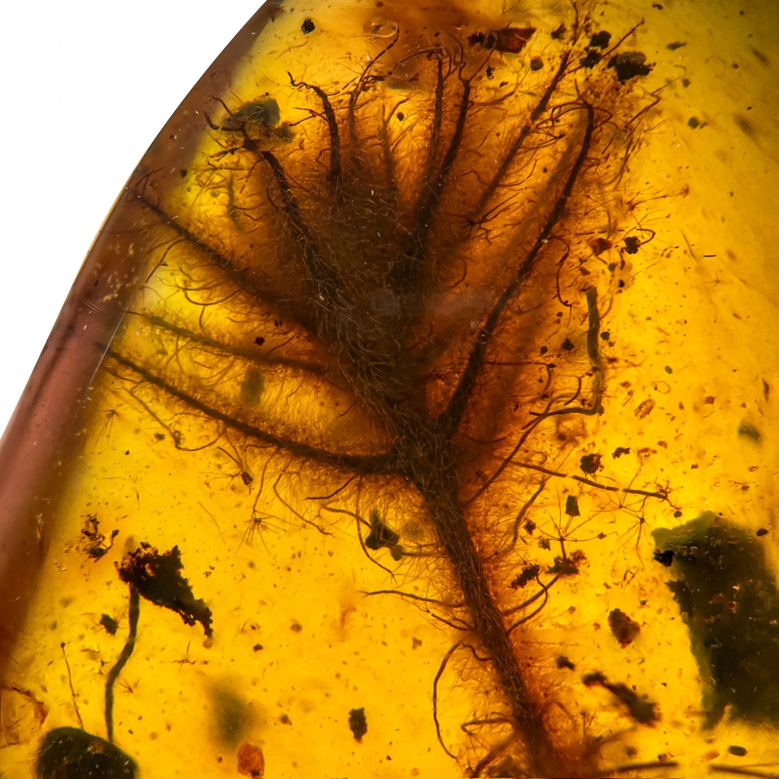UNUSUAL FLOWER in Burmese / Burmite amber fossil / 100% genuine amber