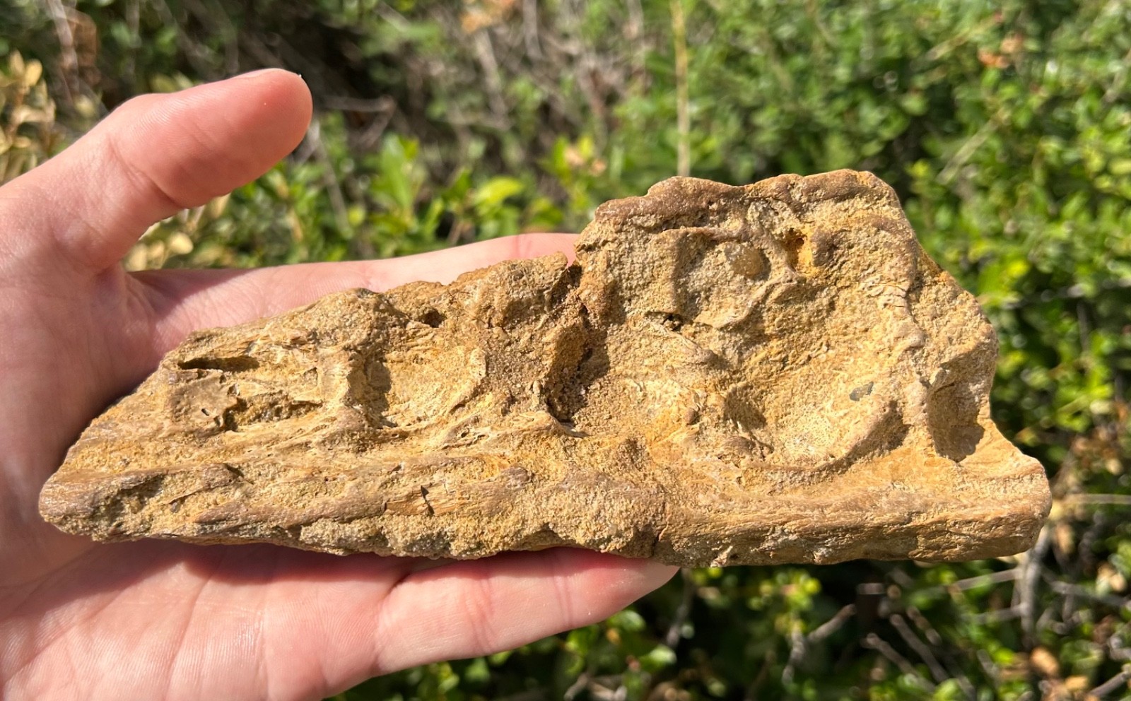 HUGE Kem Kem Fossil Crocodile Jaw SUPER CROC Morocco Cretaceous Age 6.65”
