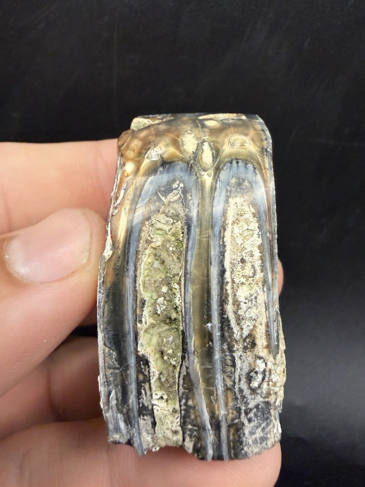ANCIENT HORSE TOOTH FOSSIL - POLISHED INCREDIBLE COLORS