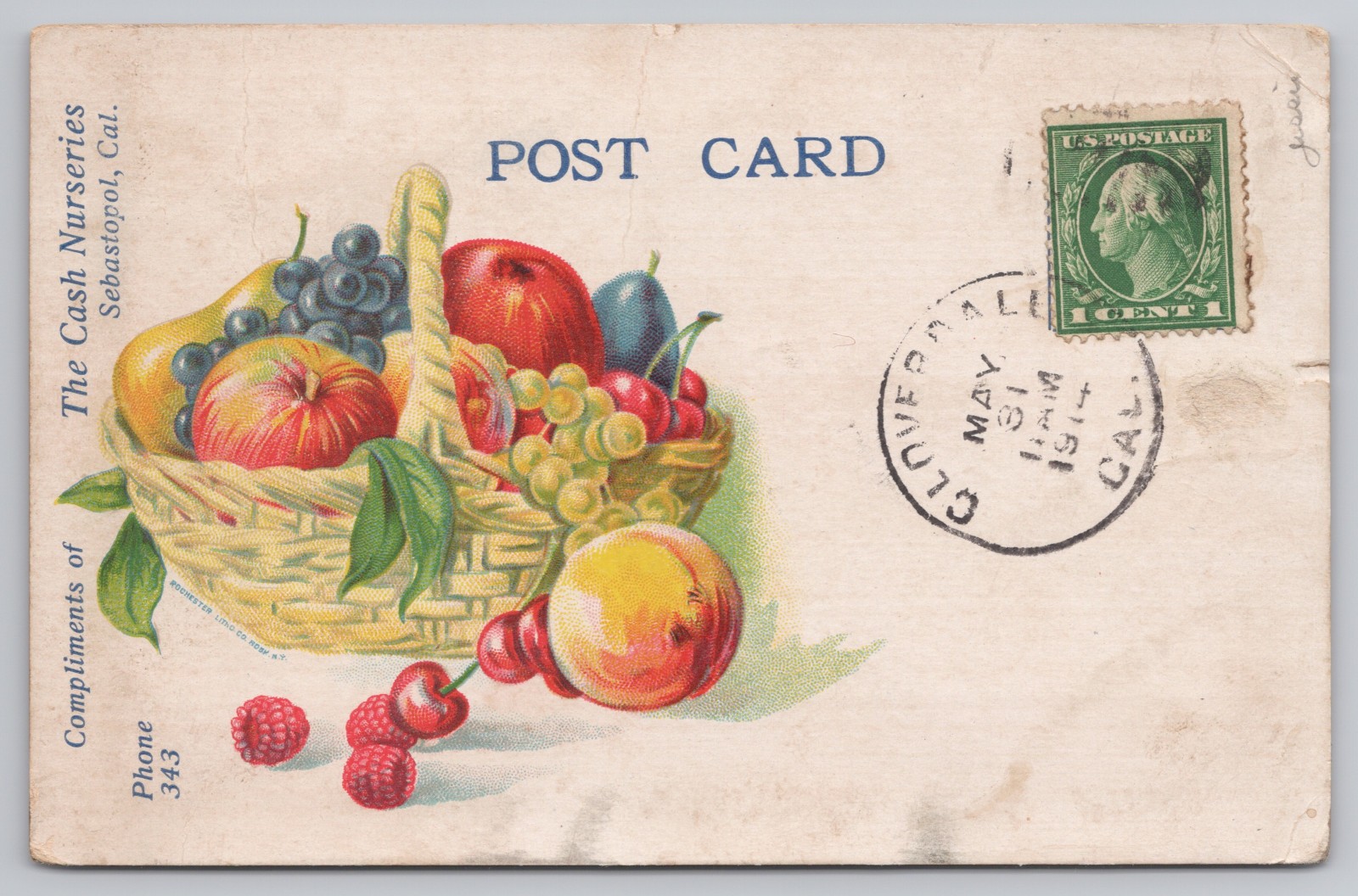 Vintage Sebastopol, CA The Cash Nurseries Advertising Postcard 1914 Fruit UDB B1