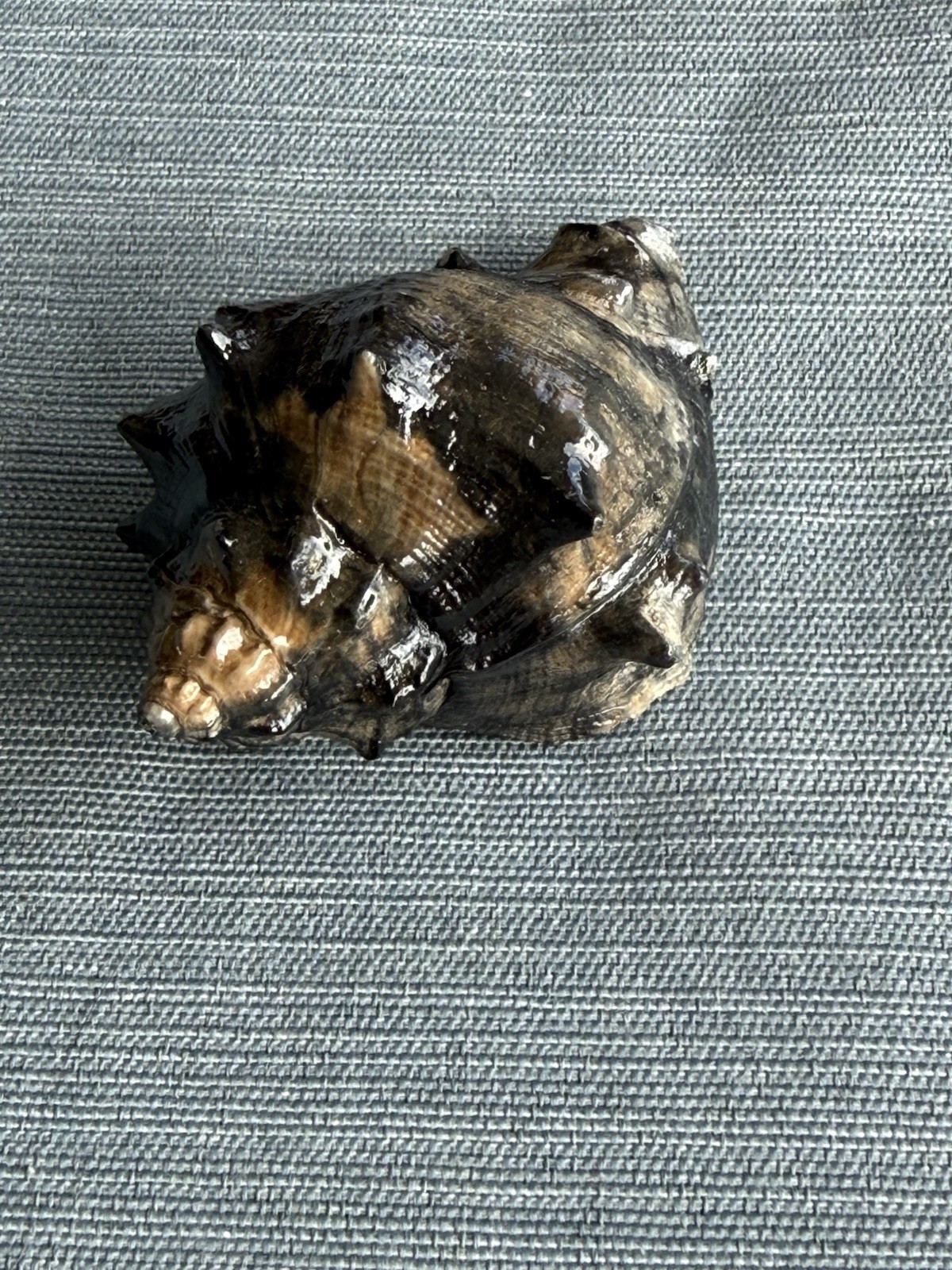 RARE fossilized Kings Crown shell from central Florida..Pliocene era.