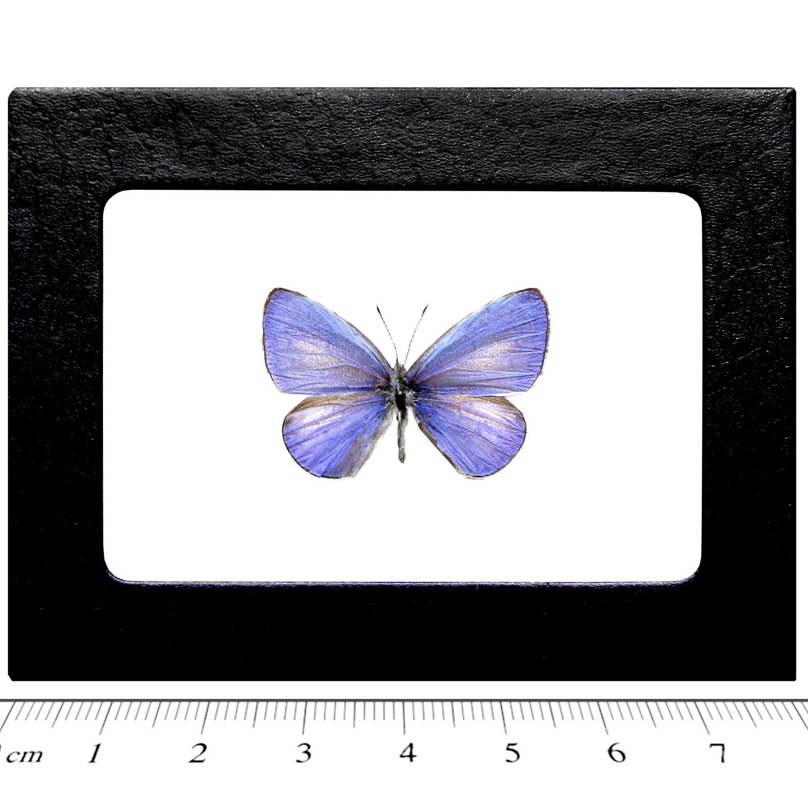 Udara dilecta REAL FRAMED BUTTERFLY PURPLE BLUE CHINA