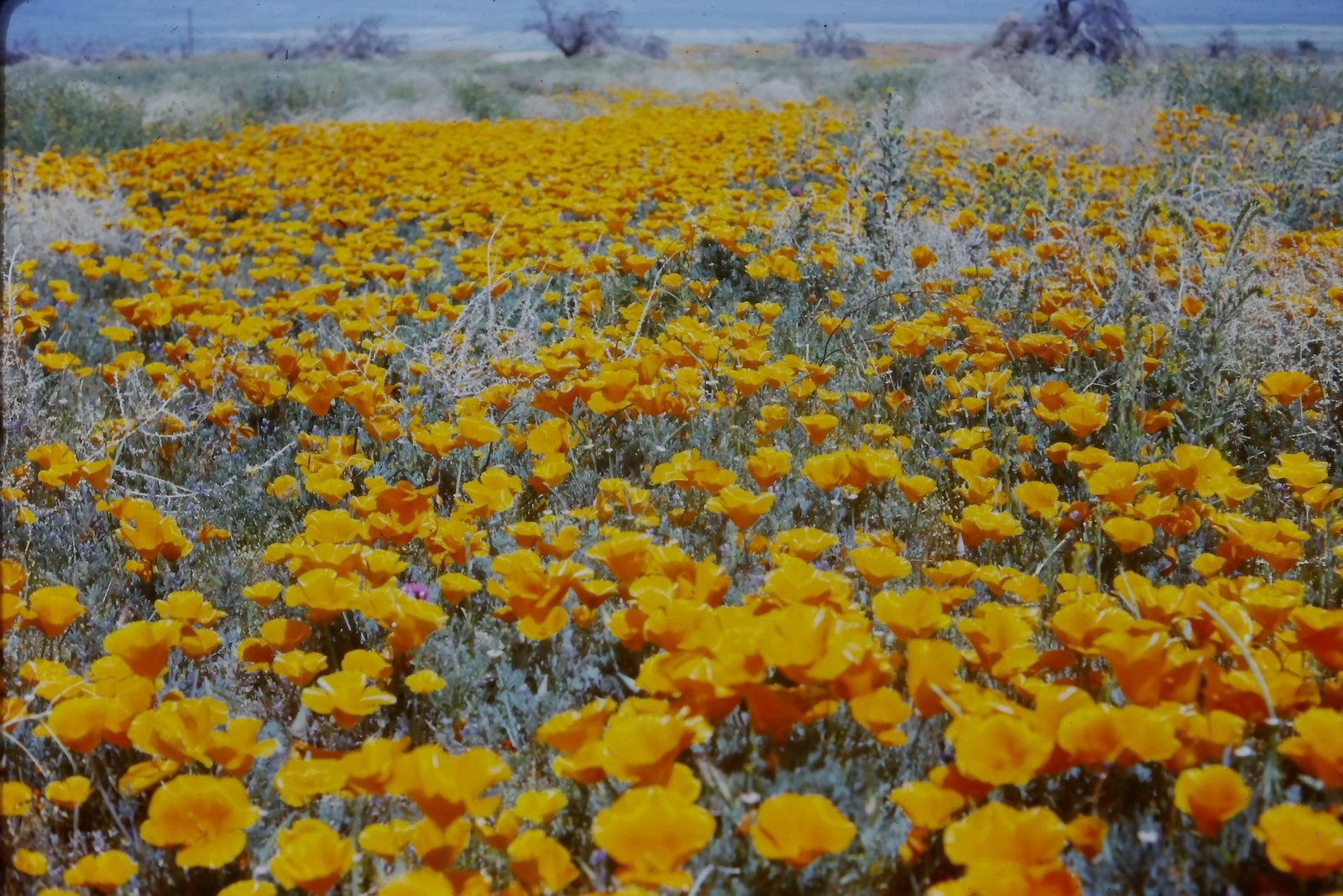 c1960's Kodachrome 35mm Slide, California Poppy Wildflower Field Desert orange