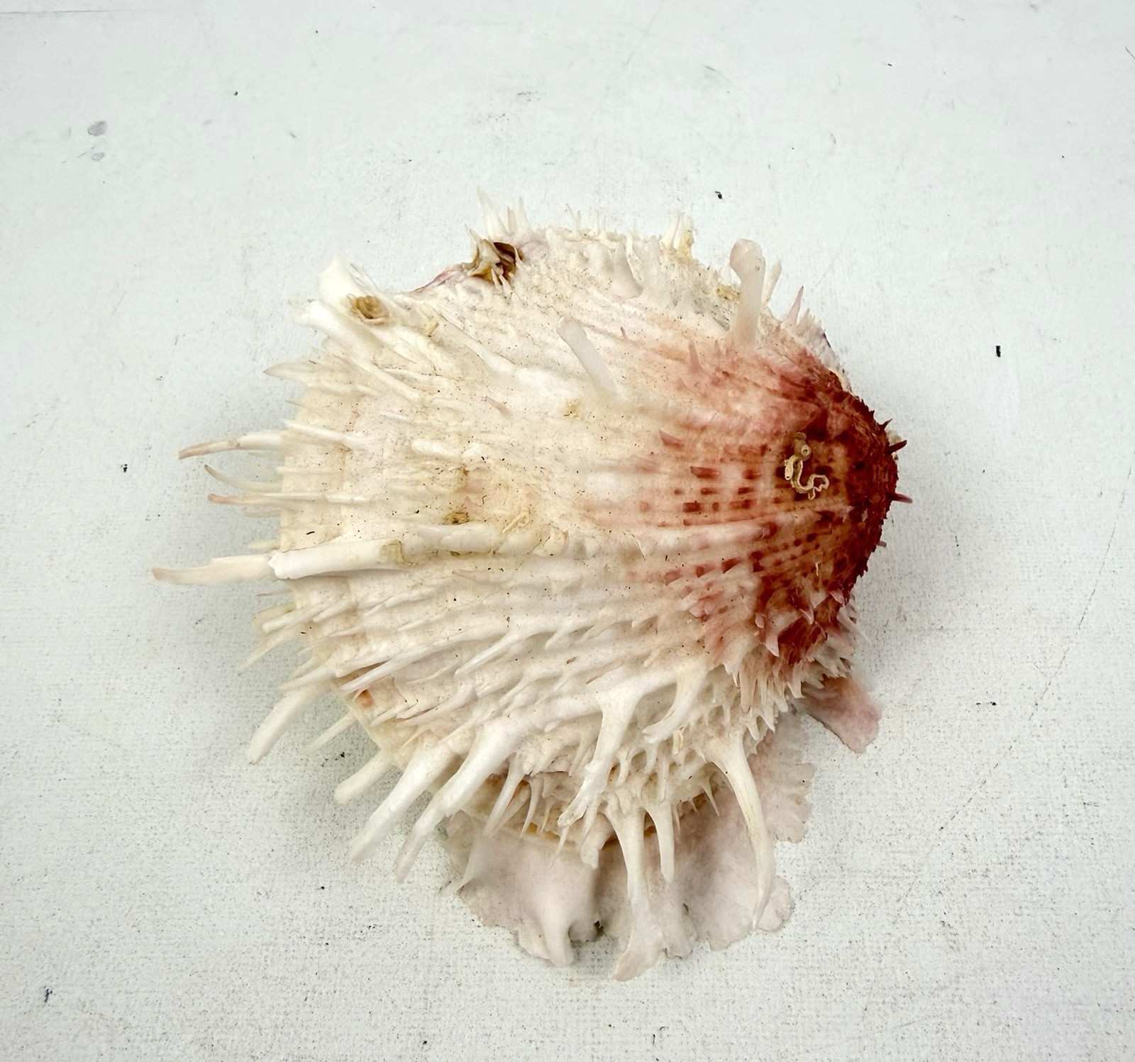 Vintage Pink Spiny Oyster Shell Spondylus Thorny Oyster Sea Shell Specimen 4”