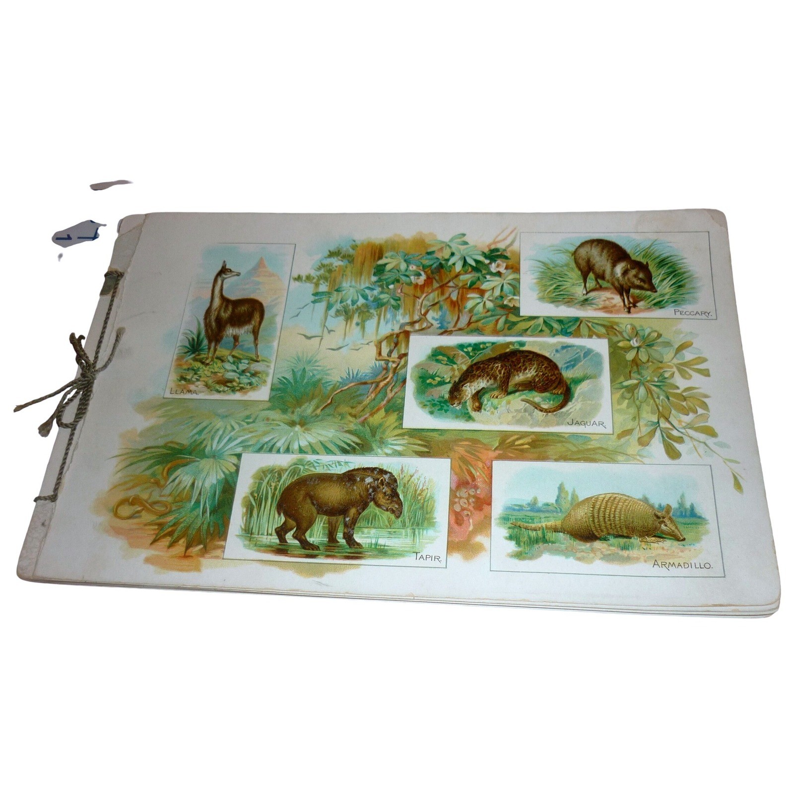 RARE 1888 Allen & Ginter Wild Animals of the World N25 Tobacco Album 50 Cards