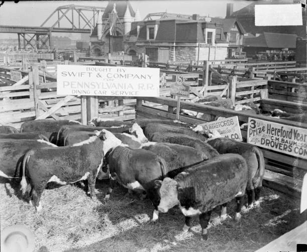 Prize Winning Hereford Cattle Standing In A Pen At The Union Stoc - Old Photo