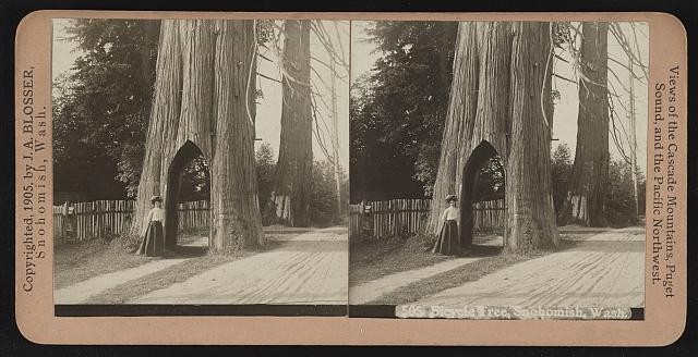 Photo:Snohomish Washington Bicycle Tree 1905 street view stereoview