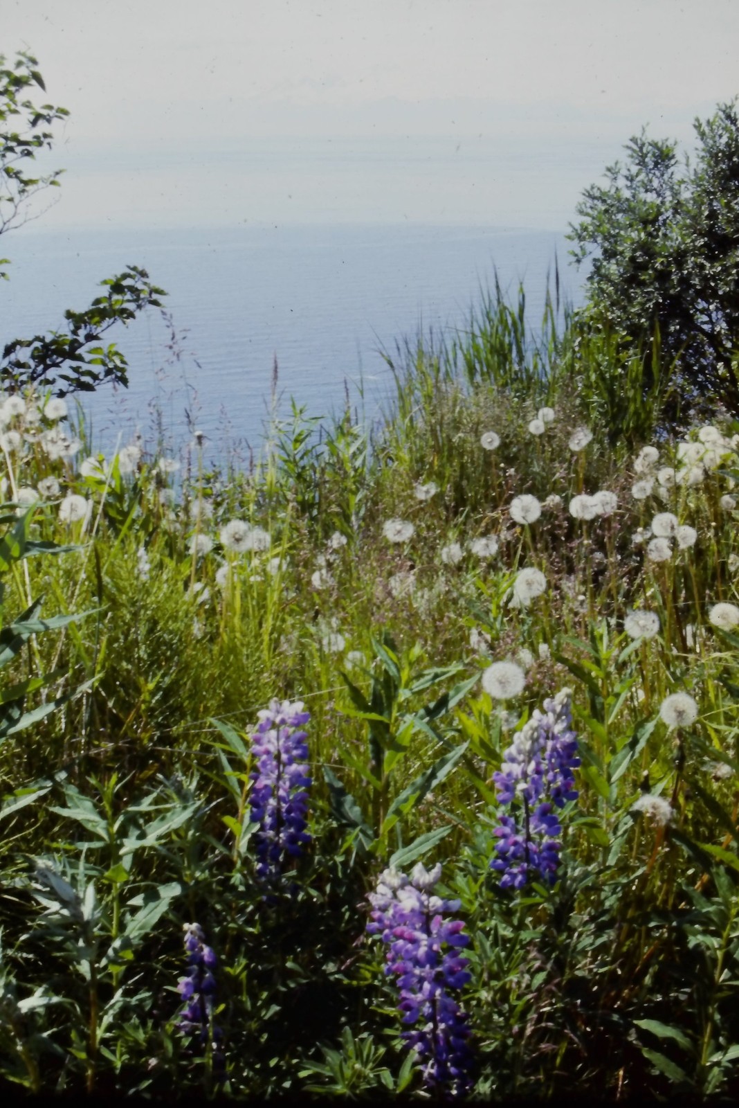 c1960\'s Kodachrome 35mm Slide, Wildflowers Lupine Dandelions Coastal View Water c1960\'s Kodachrome 35mm Slide, Wildflowers Lupine Dandelions Coastal View Water
