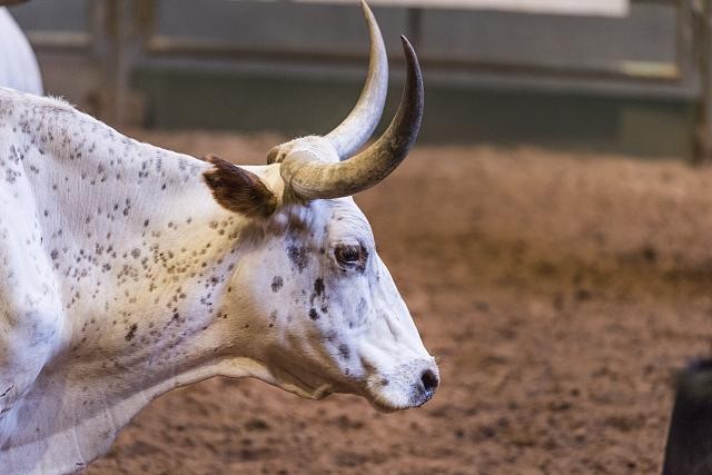Fort Worth Texas 2014 Pawnee Bill Wild West Show Steer Cowtown Coliseum
