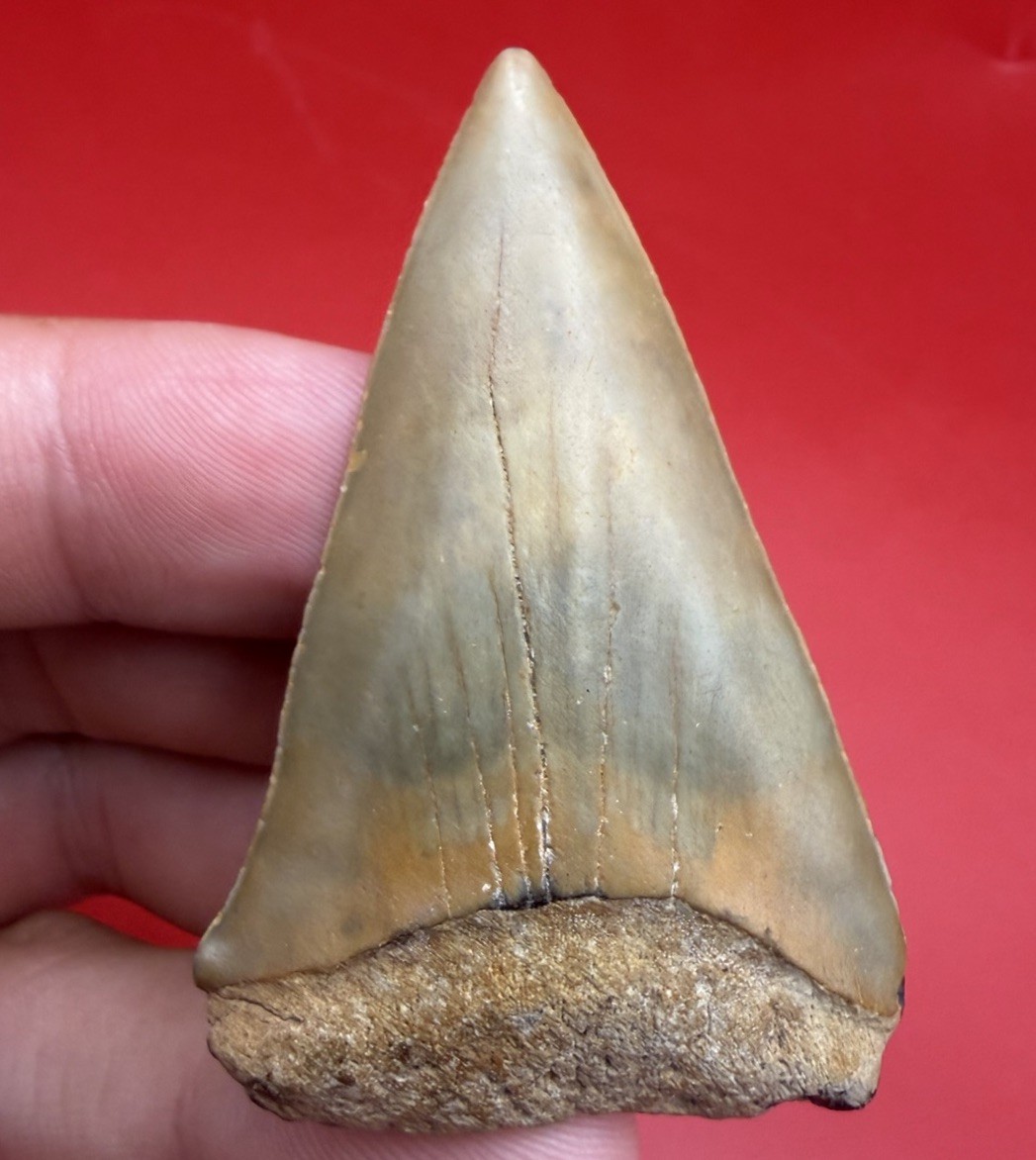 GIANT MAKO SHARK TOOTH FOSSIL 2.47” NORTH CAROLINA NO REPAIR MEGALODON ERA SHARK