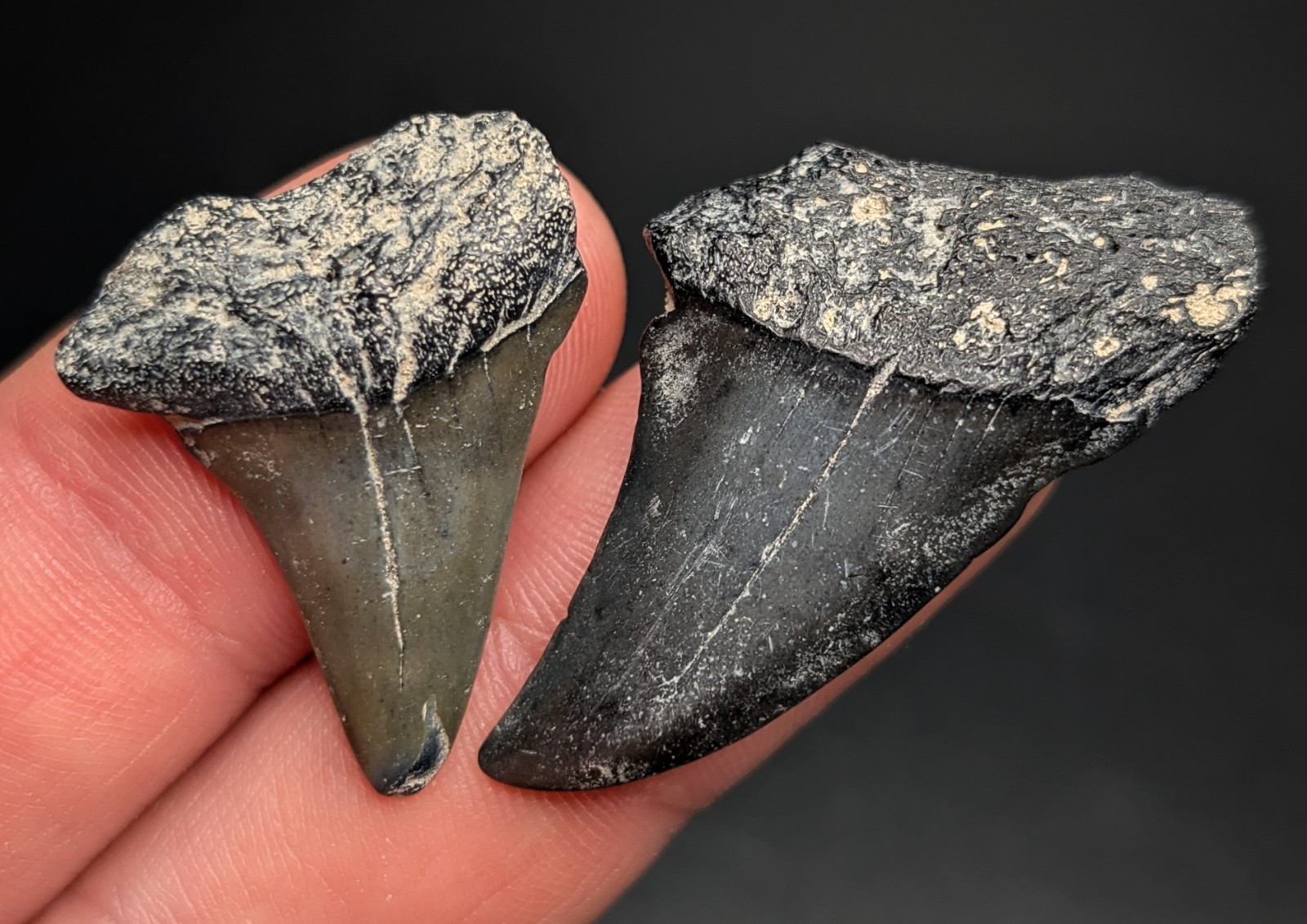 Bargain Pair Of Mako Shark Teeth From South Carolina Quality Genuine Fossils Bargain Pair Of Mako Shark Teeth From South Carolina Quality Genuine Fossils