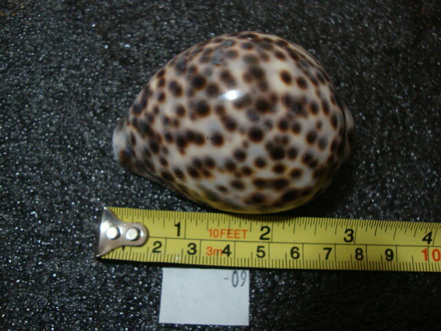 CYPRAEA PANTHERINA EGYPT SHELLS