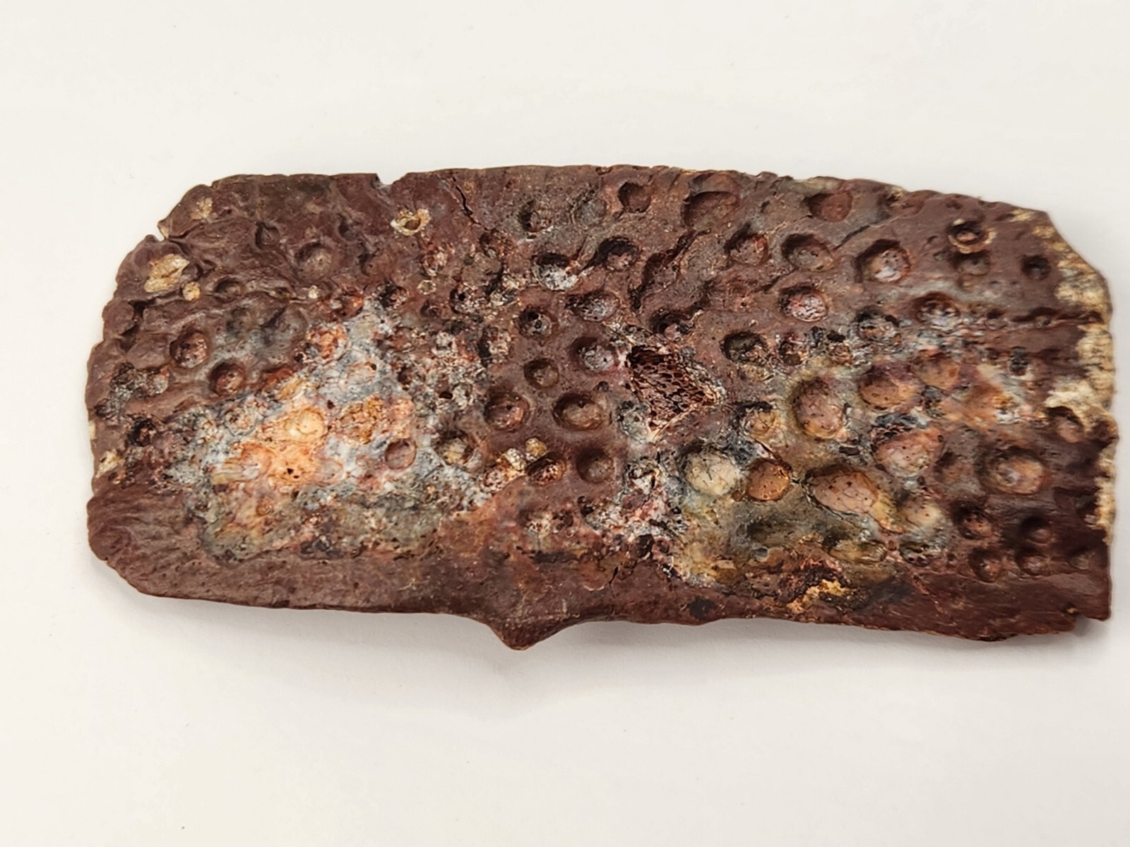 Large Cretaceous Crocodilian Scute (Osteoderm) - Kem Kem Beds - Morocco