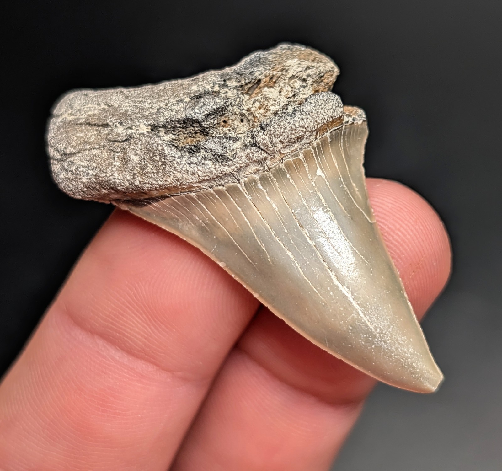 Gorgeous Quality Extinct Mako Shark Tooth North Carolina Authentic Gem
