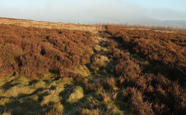Photo 12x8 Moorland, Green Thorn Hill Drebley Heather moorland, with trees c2016