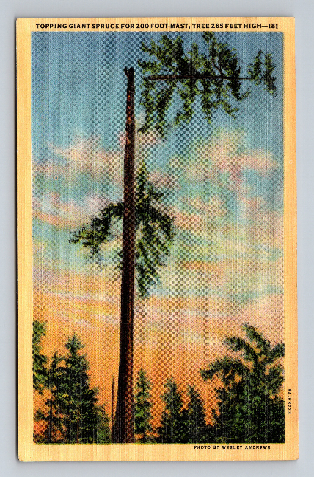 c1938 Linen Postcard Topping Giant Spruce for 200ft Mast