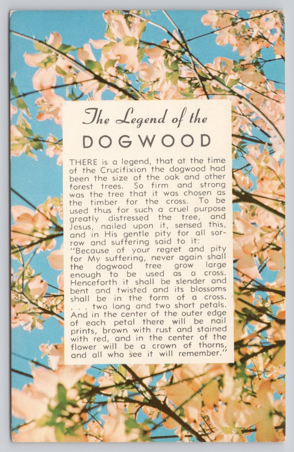 Vintage Dogwood Legend Postcard Tichnor Bros. Boston 1969 Used