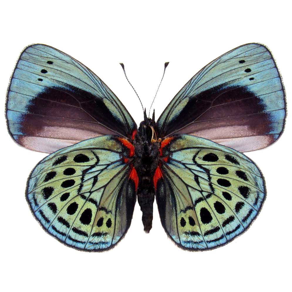 Asterope leprieuri VERSO blue red black butterfly Peru unmounted wings closed Asterope leprieuri VERSO blue red black butterfly Peru unmounted wings closed