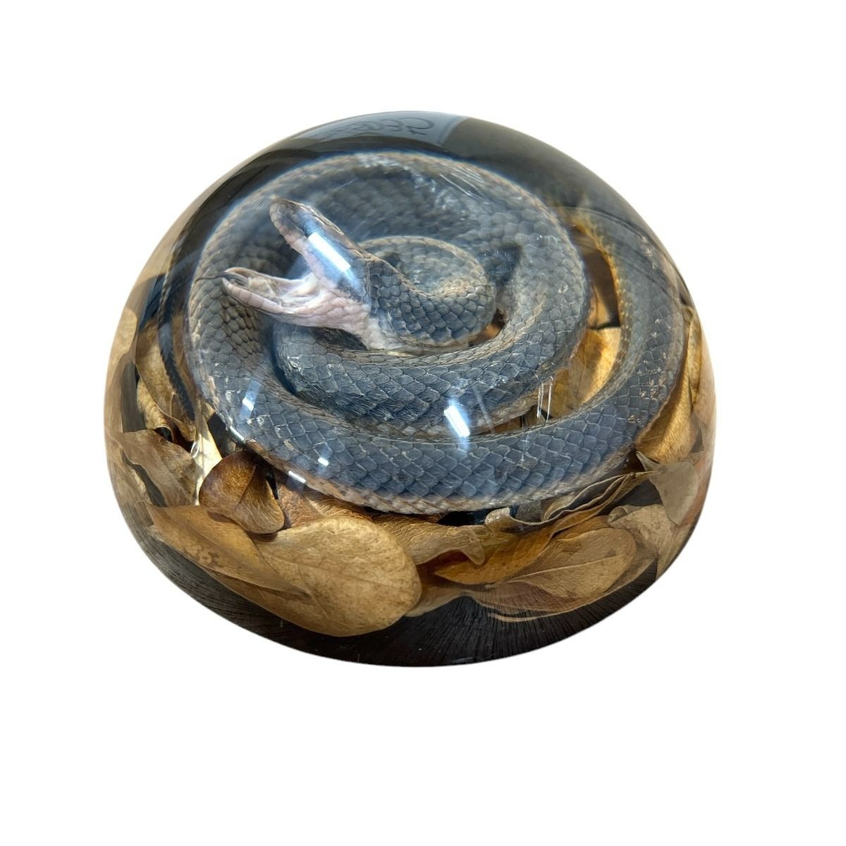 Real Non-Venomous Snake Resin Display 4in Specimen Oddities Natural History Gift