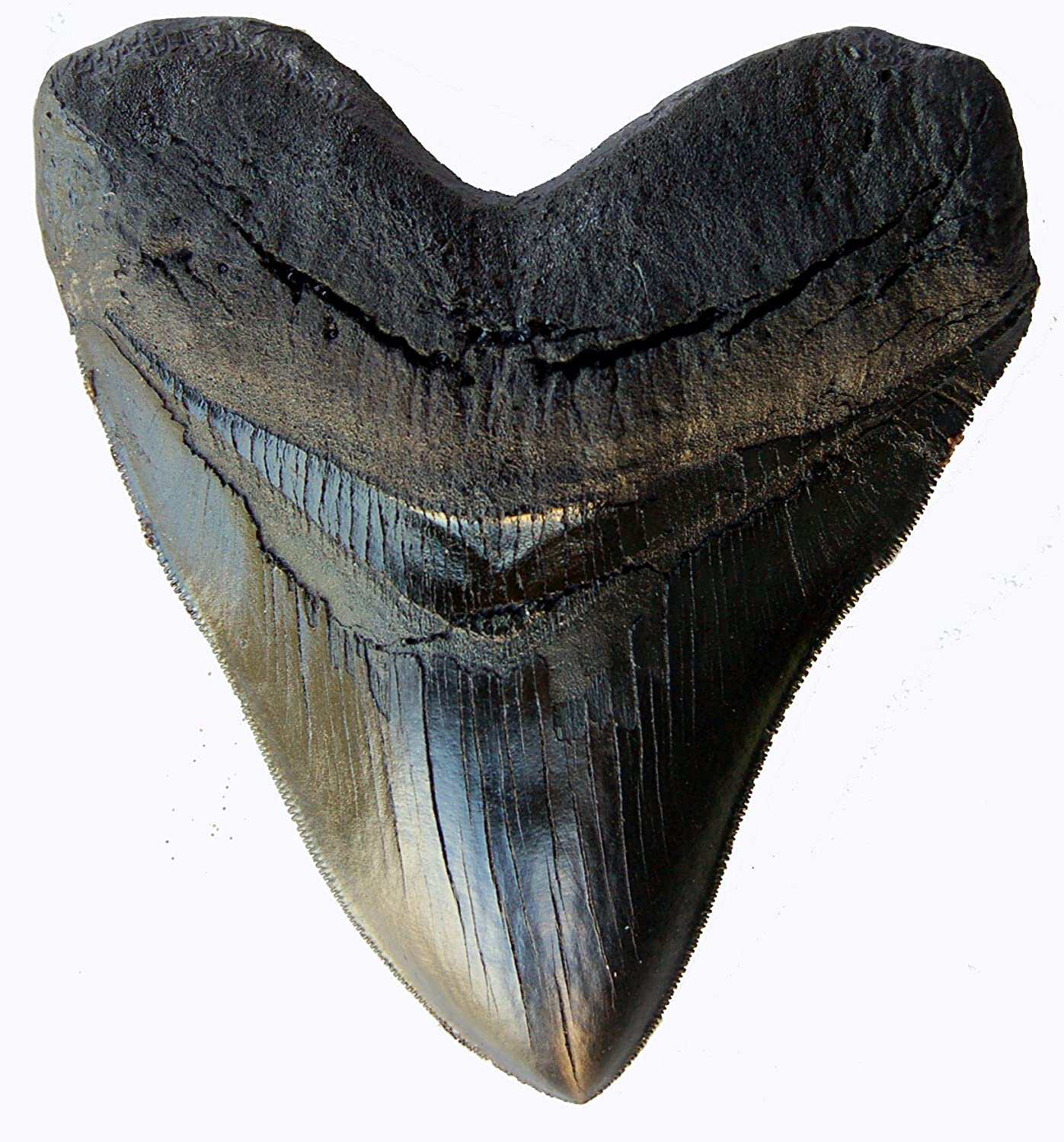 5.5 Inch Megalodon Tooth Black With Serrations 5.5 Inch Megalodon Tooth Black With Serrations