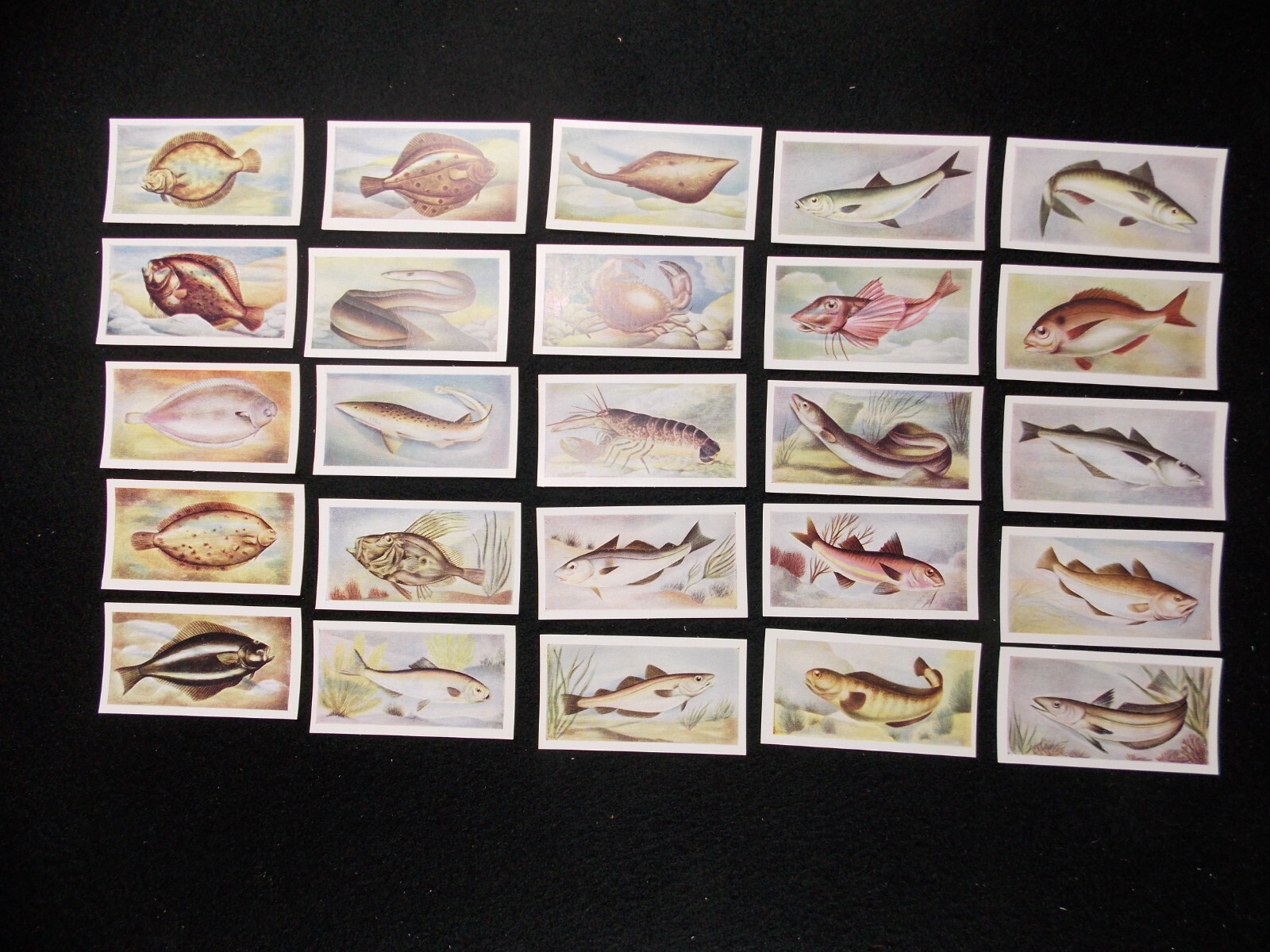 White Fish Authority Trade Cards Fish We Eat 1954 Complete Set 25