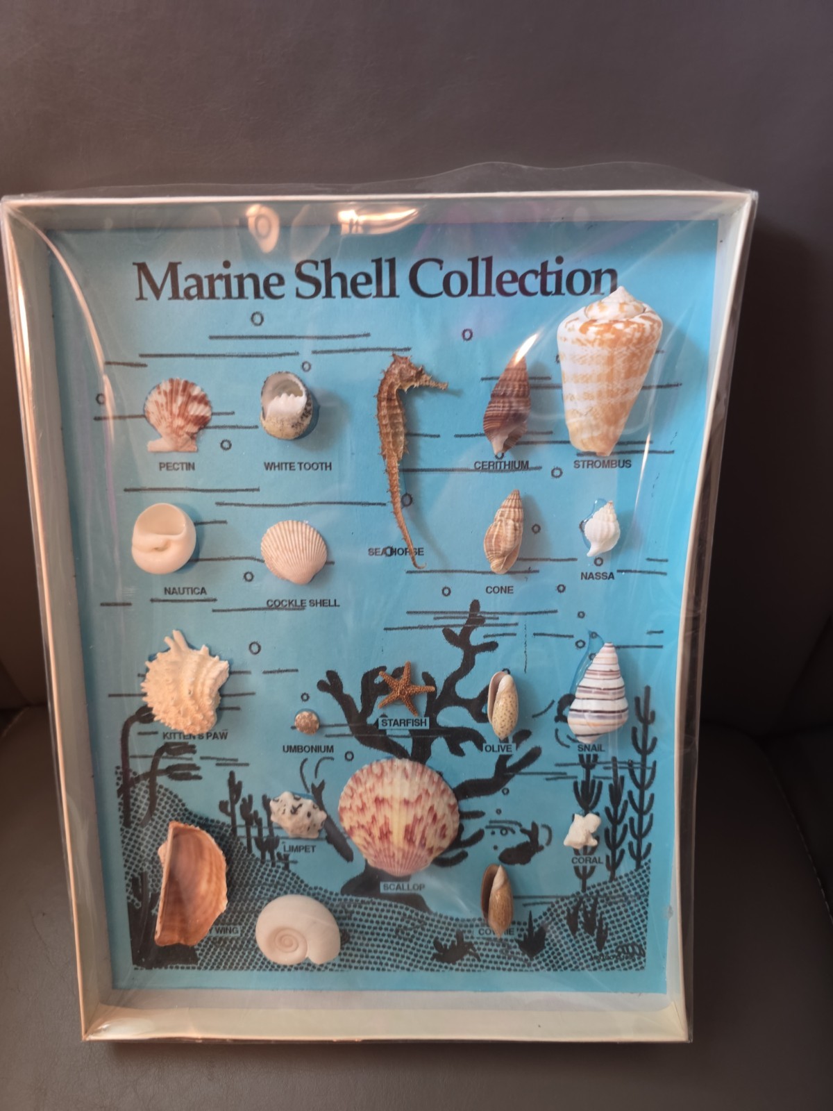 Shell & Marine Collection World Wide Vtg 1960s, 20 Sea Treasures Original Box