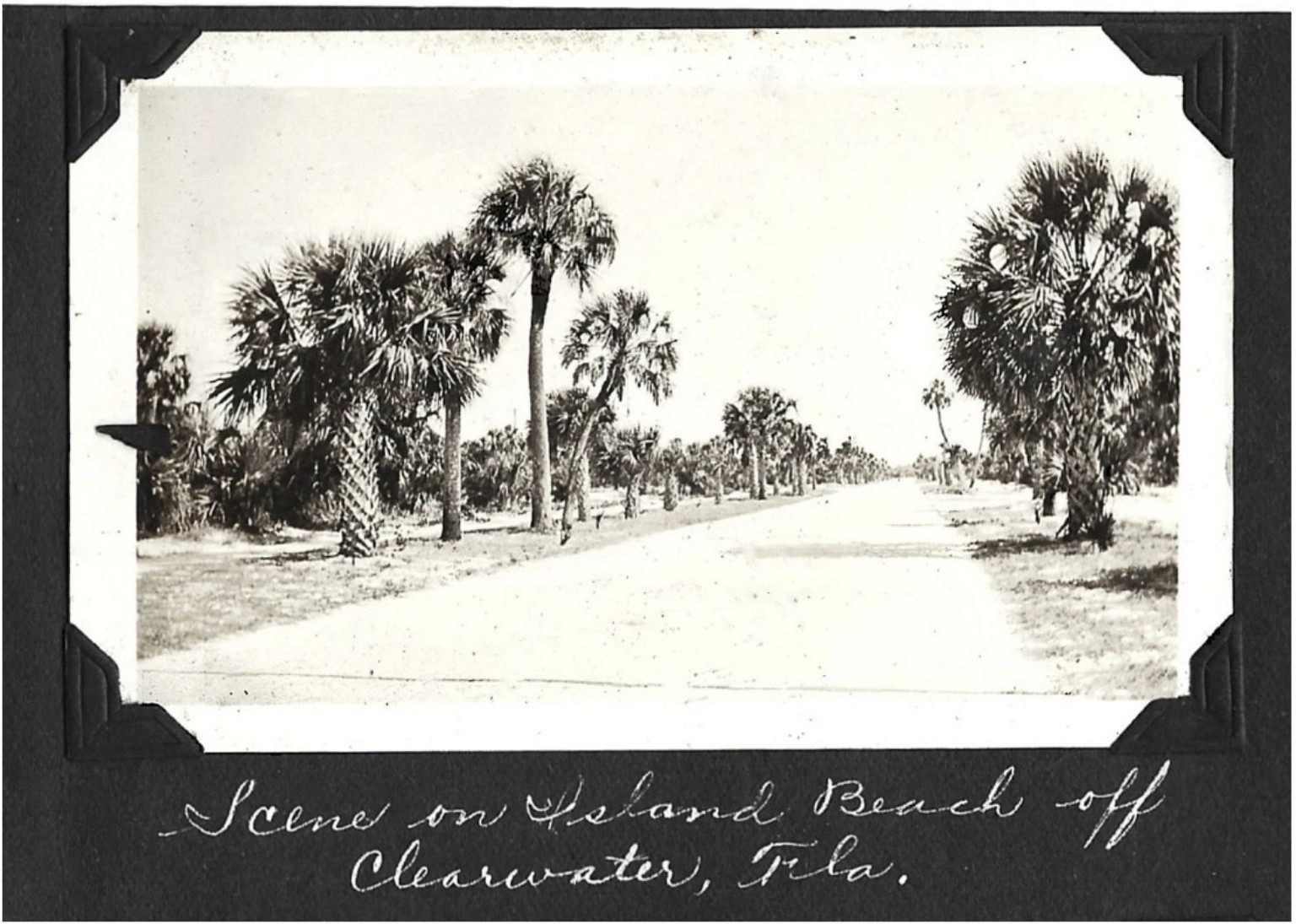 CLEARWATER FLORIDA Vintage Old 1920s Photo of Row of Palm Trees on Island Beach