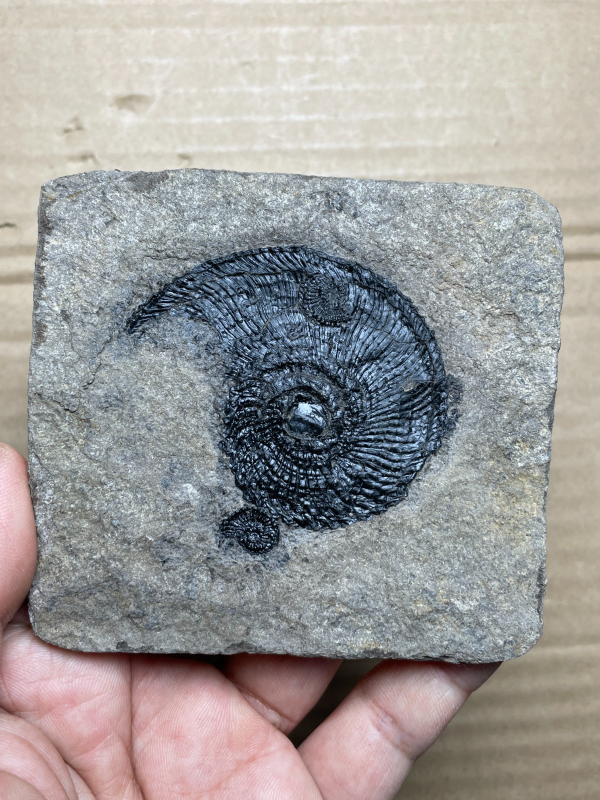 110g Beautiful Trachyceras Landscape stone collection 110g Beautiful Trachyceras Landscape stone collection