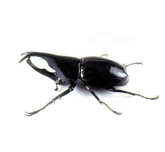Xylotrupes gideon ONE REAL BEETLE UNMOUNTED PACKAGED INDONESIA