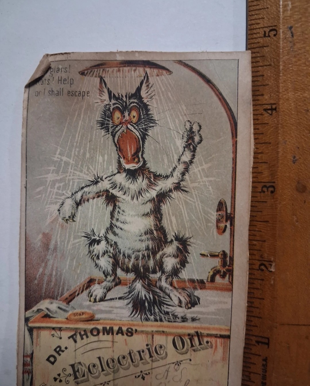 1880s-90s Victorian Cat Shower Angry DR THOMAS ELECTRIC OIL