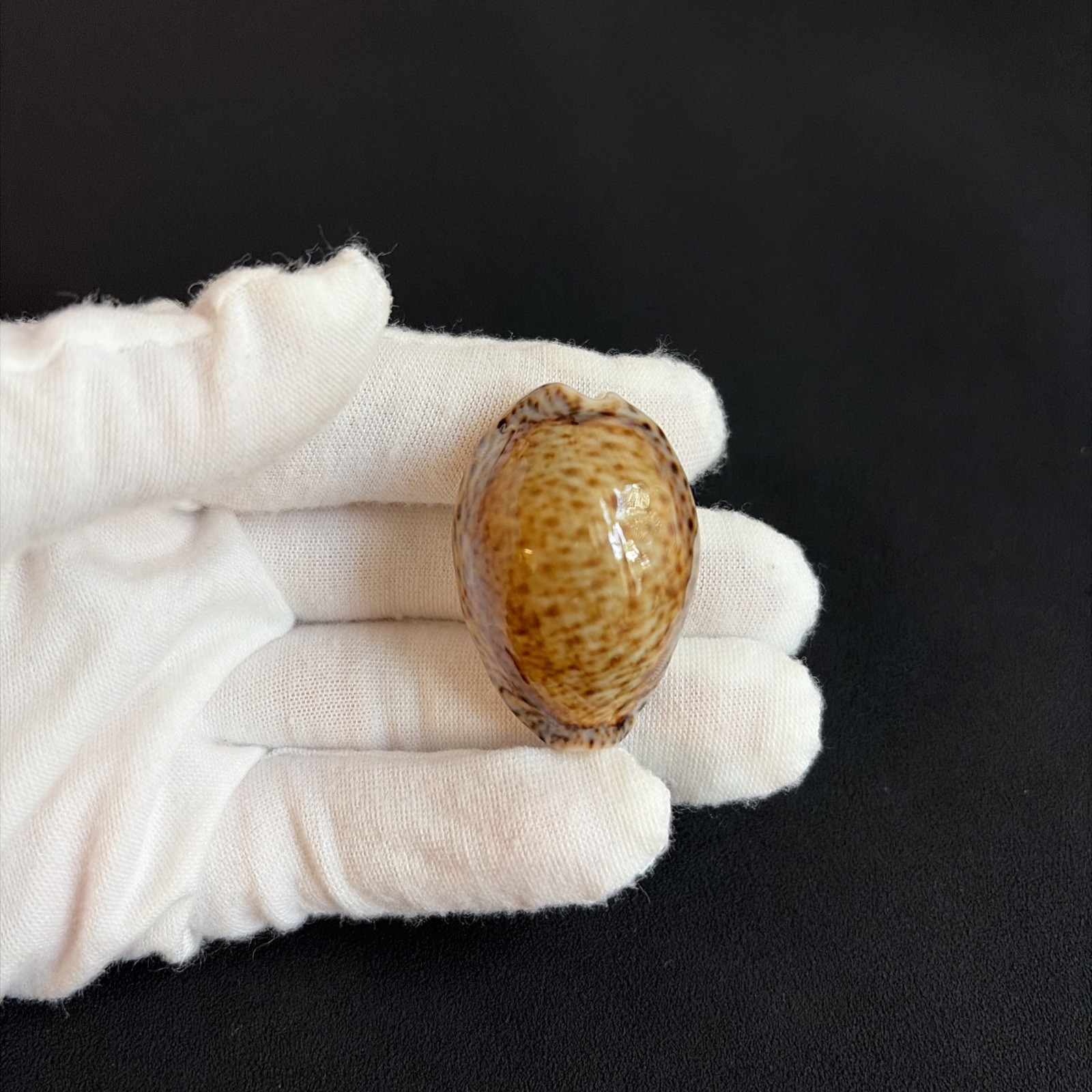 Naria turdus, Cypraea turdus, 38.1mm, Thrush Cowry, cowrie from Florida 07