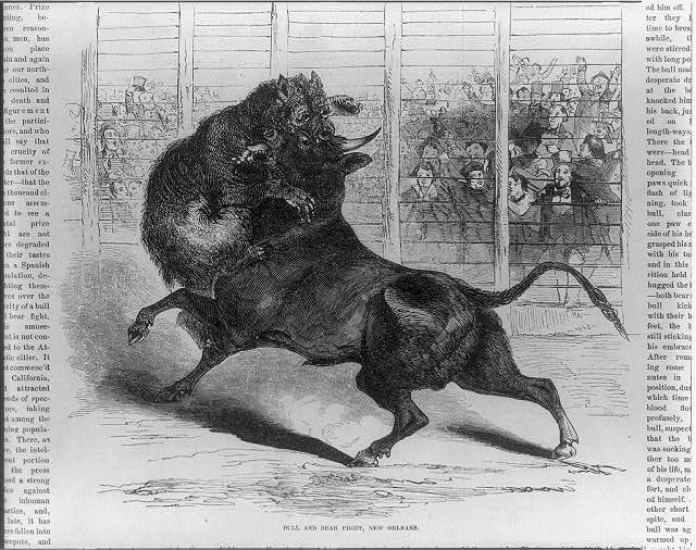 Photo:New Orleans Louisiana 1853 Bull and Bear Fight Illustration