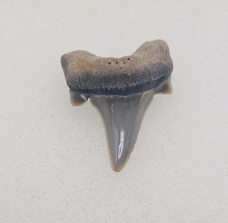 Rare Parotodus Pavlovi Shark Tooth Fossil Sheppey England Not Benedeni 