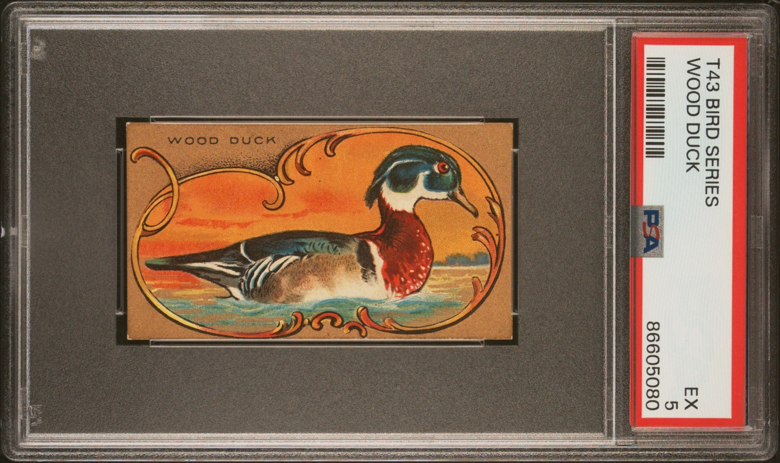 1910 T43 Bird Series WOOD DUCK (PSA 5 EX) Mecca Brand Back Factory #649