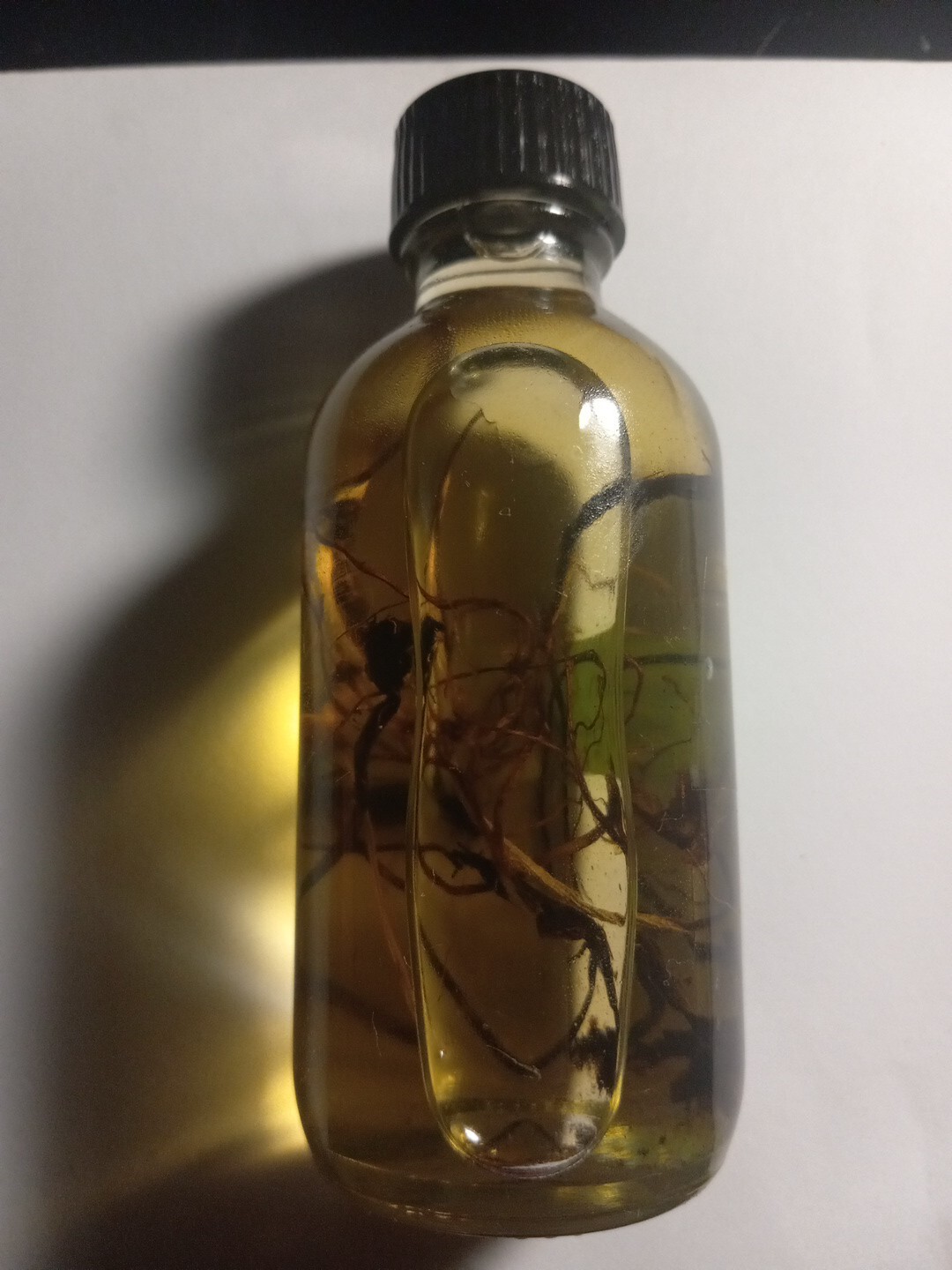 Plantain Healing Oil Plantain Healing Oil