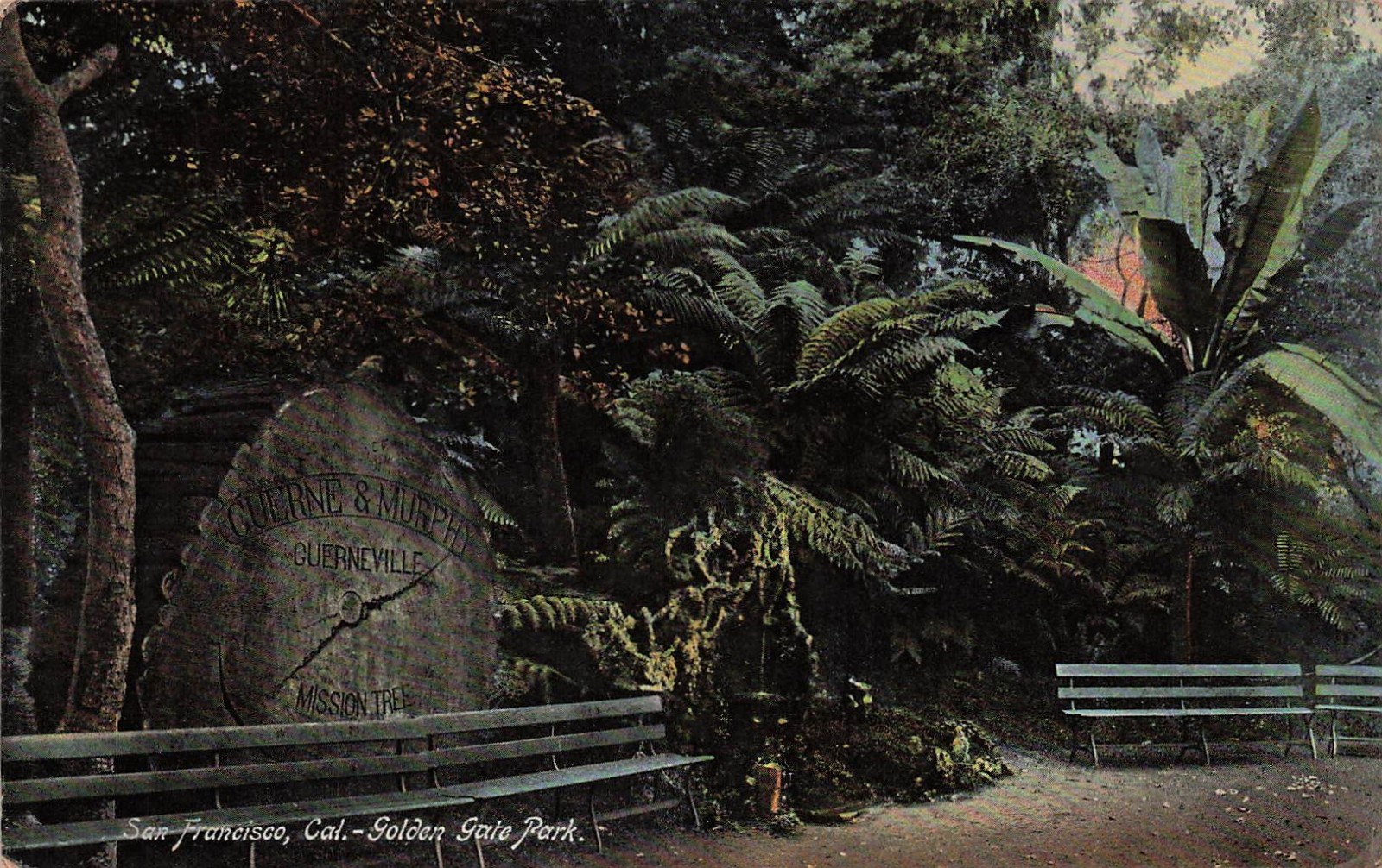 San Francisco Golden Gate Park Guerneville Mission Tree Vtg Postcard 15A