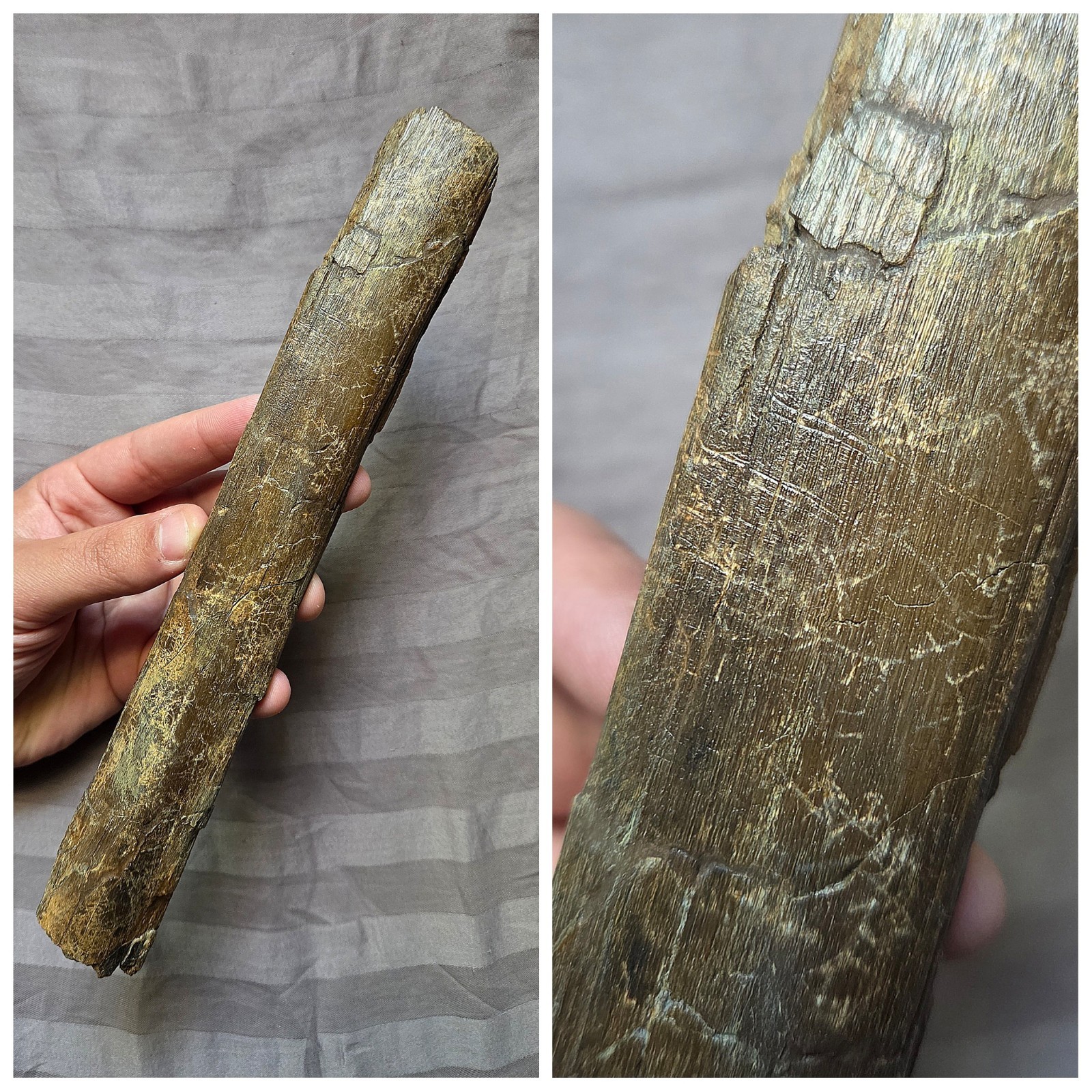 Rare Quality Bite Marks Large Hadrosaur Dinosaur Fossil Partial Rib Bone