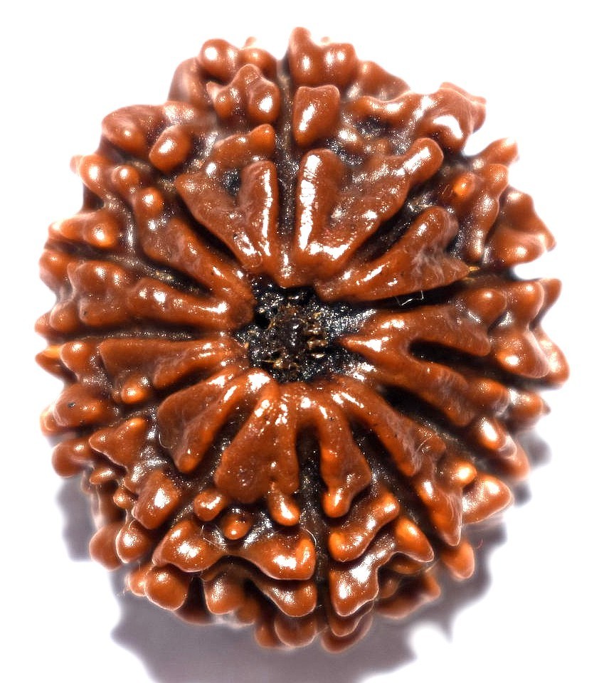 12 Mukhi Rudraksha - Collector Size - 27.11 mm - Nepal - IGL Certified