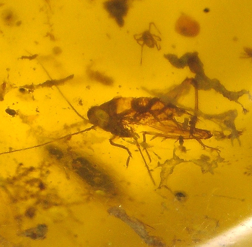 Ultra RARE Cretaceous Grasshopper in Burmese Amber Fossil from Dinosaur Age