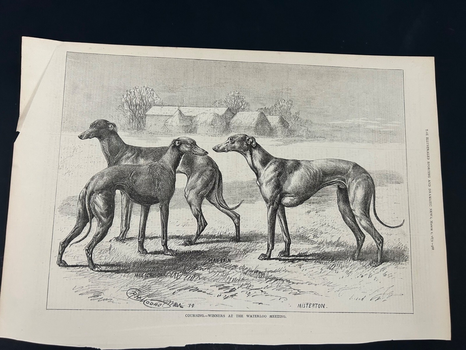 Coursing Winners At The Waterloo Meeting Antique Illustration Print Collectible