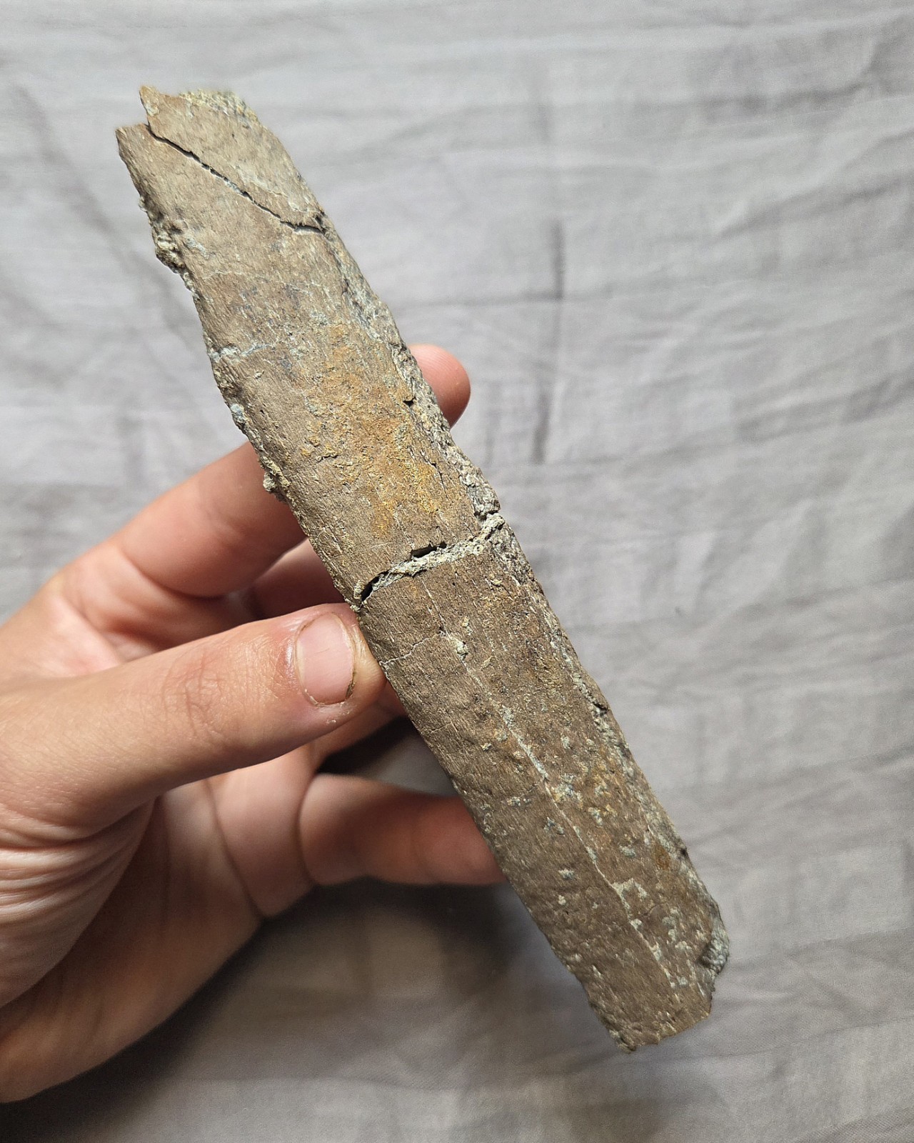 Rare Large Partial Triceratops Rib Part Fossil Dinosaur Bone