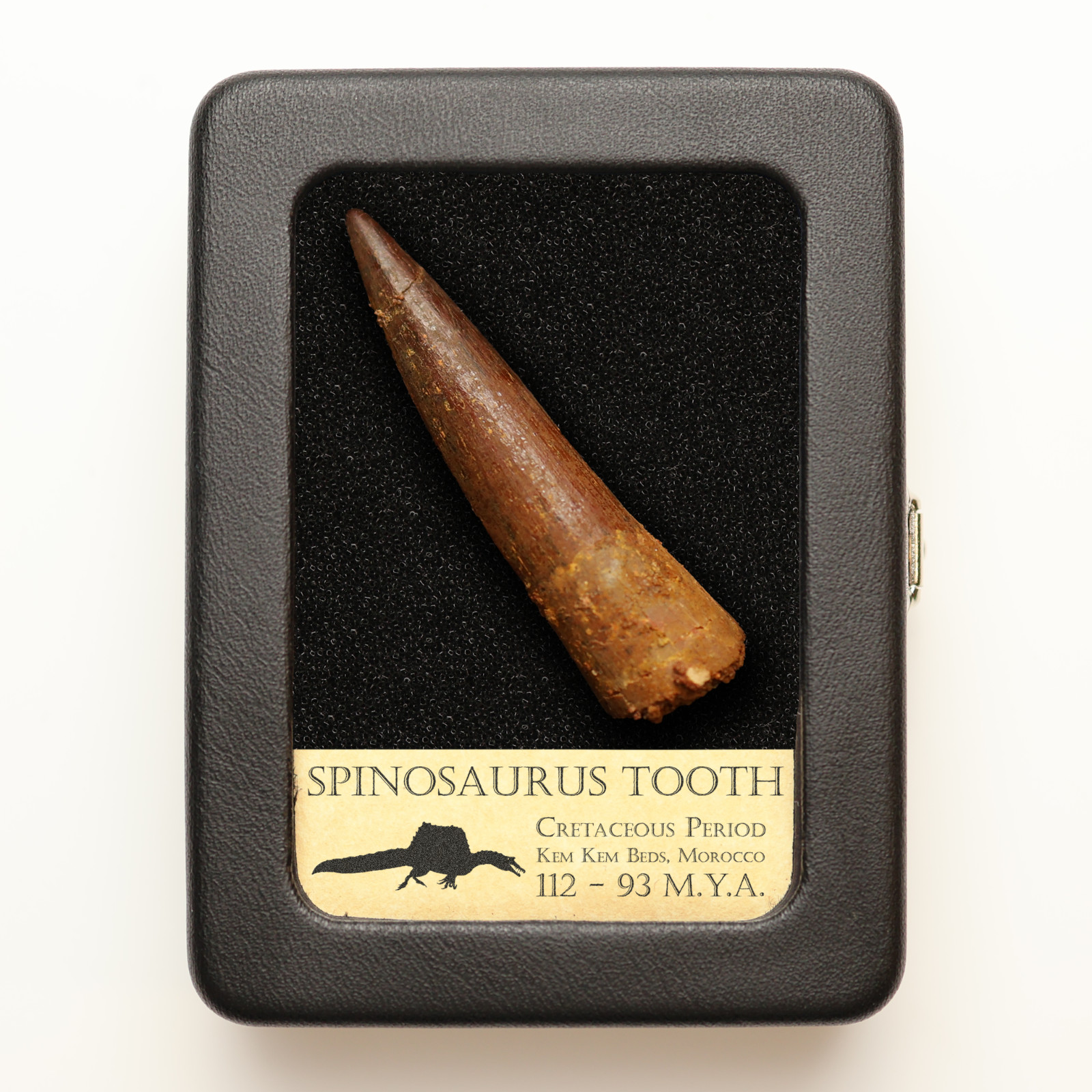 Original Spinosaurus Tooth - Excellent Quality - With Display Case