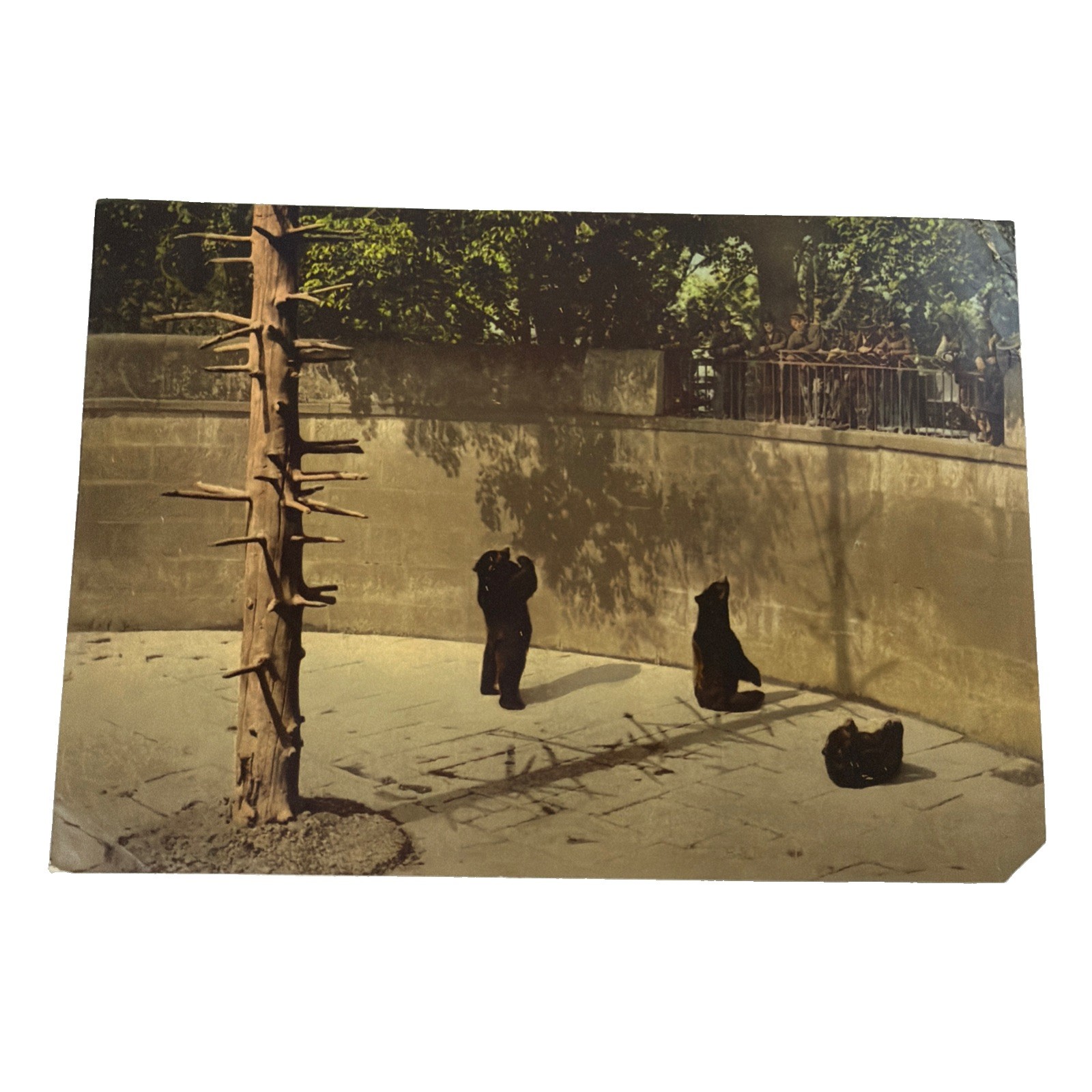 Rare Antique Albumen Photograph - Bear Pit Exhibit