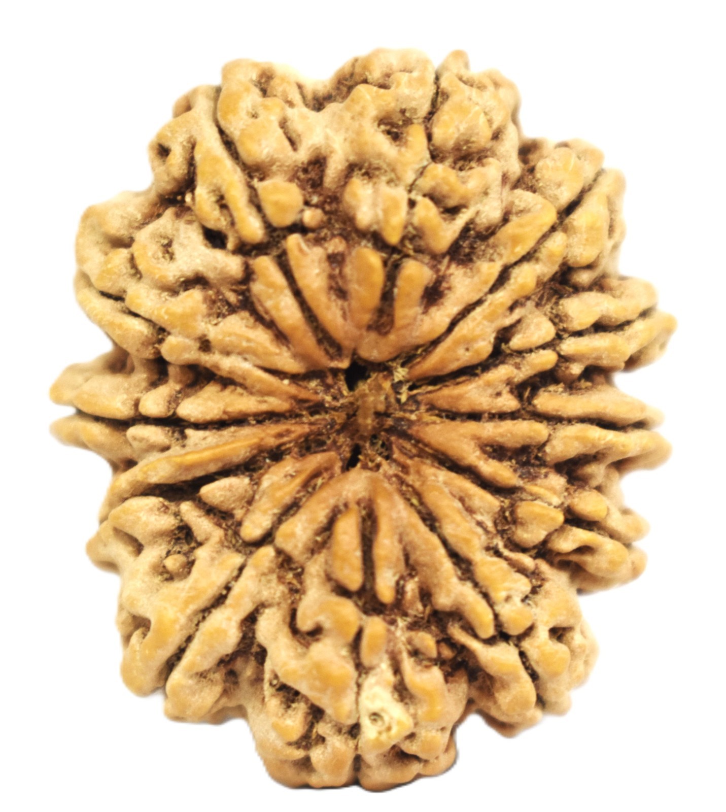 Rare 12 Mukhi Rudraksha with 12 Complete Seeds - Nepal - 35.34mm - IGL Certified
