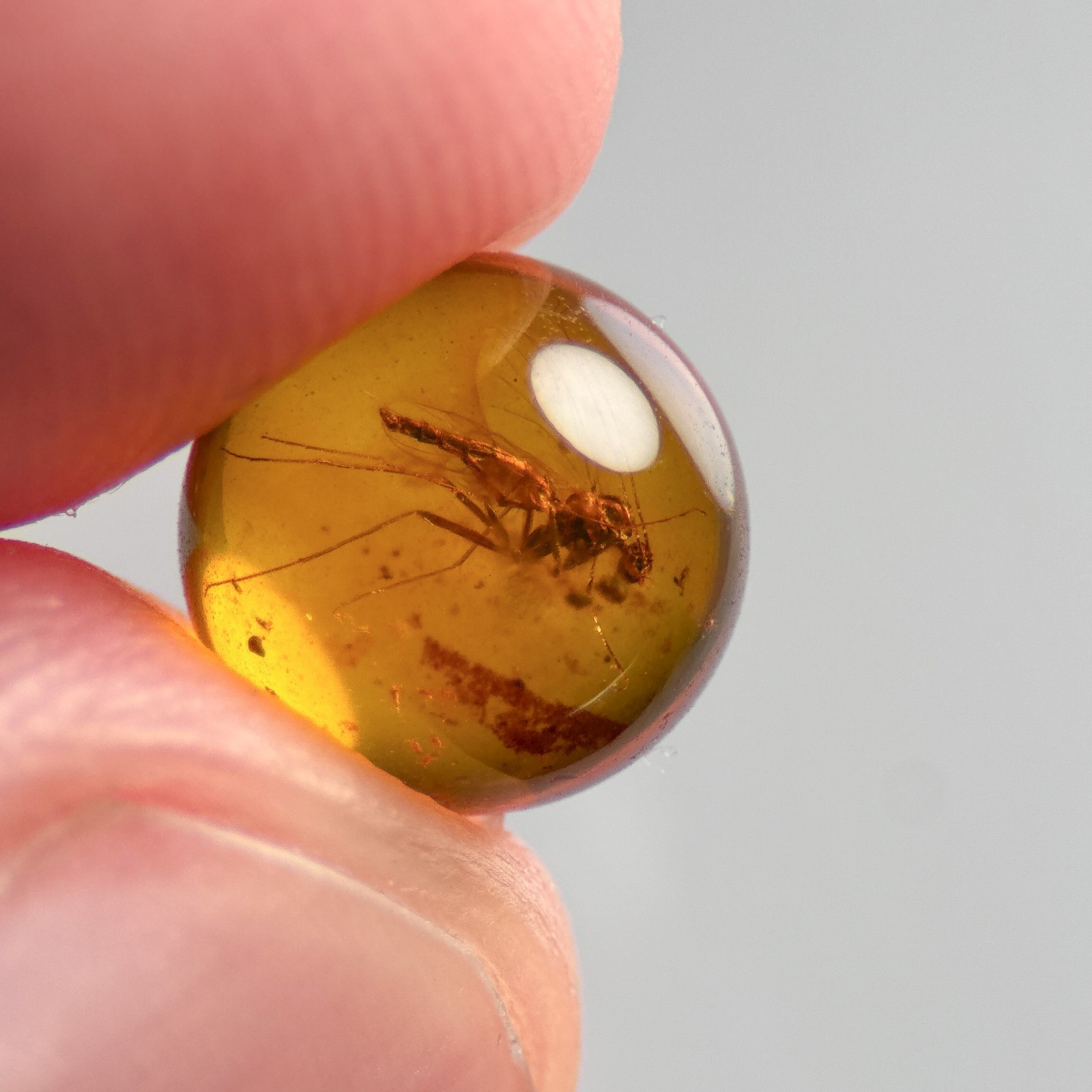 FLY SPHERE 7.5mm bead Burmese / Burmite amber fossil bead / 100% genuine