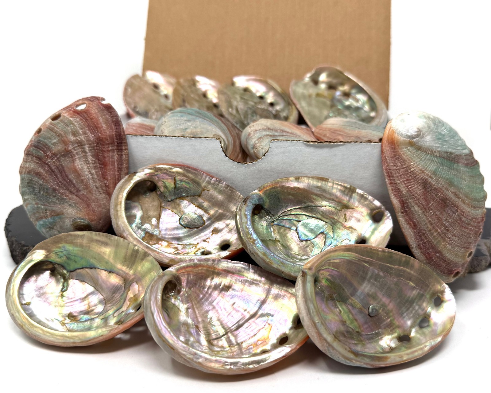 10 Pack Small Abalone Shell Gift Box: Natural Shells For Smudging, Crafting, etc