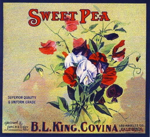 Covina California Sweet Pea Flowers Orange Citrus Fruit Crate Label Art Print