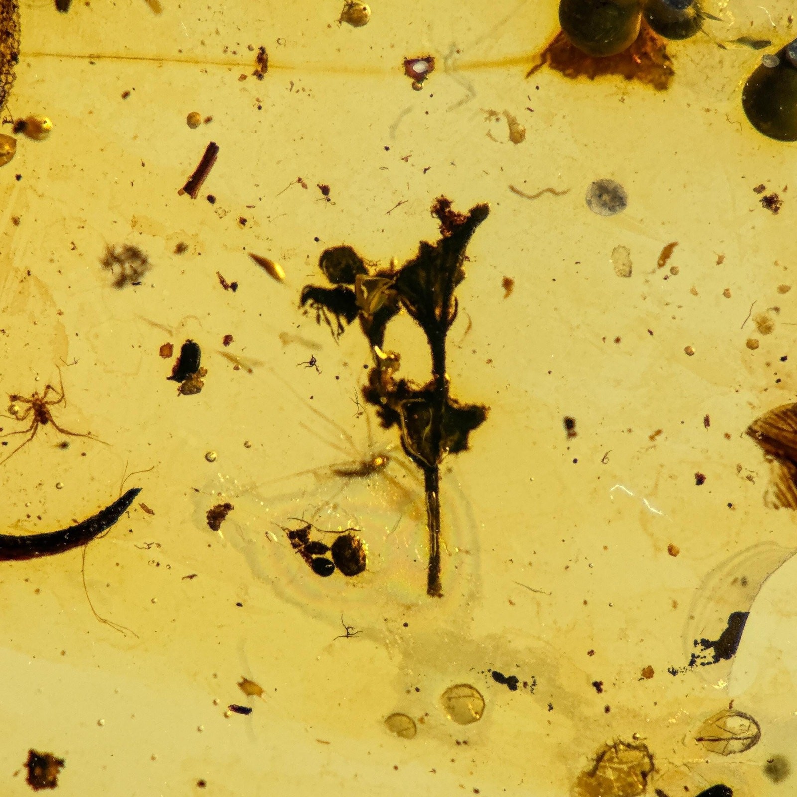 UNUSUAL FLOWER in Burmese / Burmite amber fossil / 100% genuine amber 